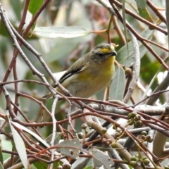 Pardalotus striatus (Striated Pardalote) at Fyshwick, ACT - 5 Apr 2019 by RodDeb