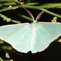 Chlorocoma (genus) (Emerald moth) at Ainslie, ACT - 5 Apr 2019 by jbromilow50