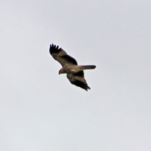 Haliastur sphenurus at Fyshwick, ACT - 5 Apr 2019