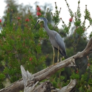 Egretta novaehollandiae at Fyshwick, ACT - 5 Apr 2019