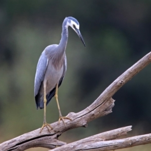 Egretta novaehollandiae at Fyshwick, ACT - 5 Apr 2019 01:25 PM