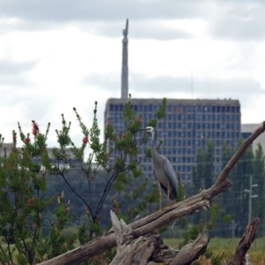 Egretta novaehollandiae at Fyshwick, ACT - 5 Apr 2019