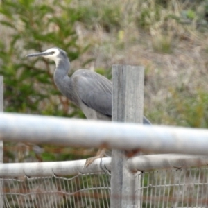 Egretta novaehollandiae at Fyshwick, ACT - 5 Apr 2019