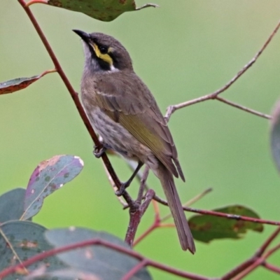 Caligavis chrysops (Yellow-faced Honeyeater) at Fyshwick, ACT - 5 Apr 2019 by RodDeb