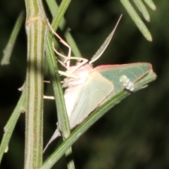 Chlorocoma (genus) (Emerald moth) at Ainslie, ACT - 5 Apr 2019 by jb2602