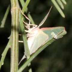 Chlorocoma (genus) (Emerald moth) at Ainslie, ACT - 5 Apr 2019 by jbromilow50