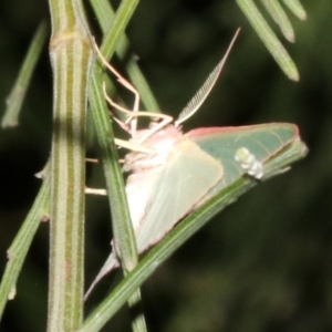 Chlorocoma (genus) at Ainslie, ACT - 5 Apr 2019 08:43 PM