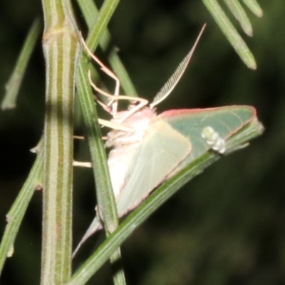 Chlorocoma (genus) (Emerald moth) at Ainslie, ACT - 5 Apr 2019 by jb2602