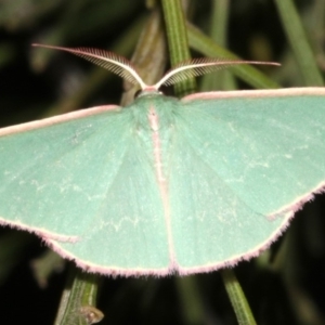 Chlorocoma (genus) at Ainslie, ACT - 5 Apr 2019 08:43 PM