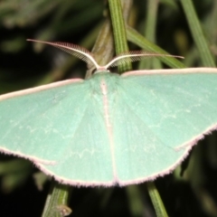 Chlorocoma (genus) at Ainslie, ACT - 5 Apr 2019