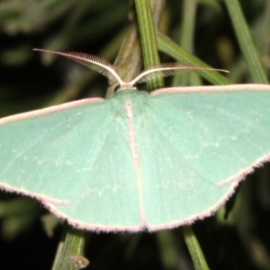 Chlorocoma (genus) at Ainslie, ACT - 5 Apr 2019 08:43 PM