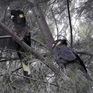 Zanda funerea at Fyshwick, ACT - 5 Apr 2019