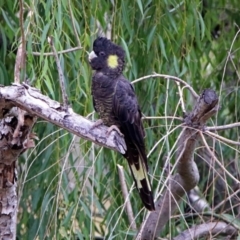 Zanda funerea at Fyshwick, ACT - 5 Apr 2019 02:55 PM