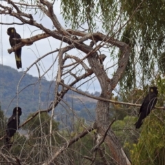 Zanda funerea at Fyshwick, ACT - 5 Apr 2019 02:55 PM