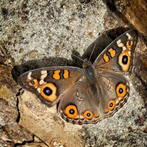 Junonia villida at Banks, ACT - 2 Apr 2019 11:34 AM