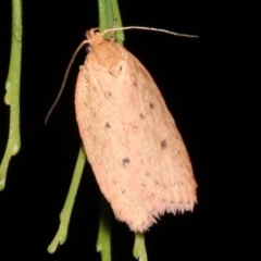 Garrha leucerythra (A concealer moth) at Ainslie, ACT - 5 Apr 2019 by jb2602