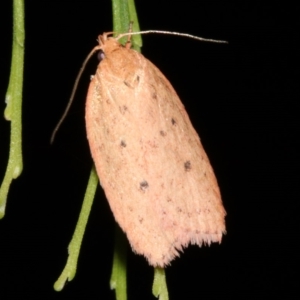 Garrha leucerythra at Ainslie, ACT - 5 Apr 2019 09:10 PM