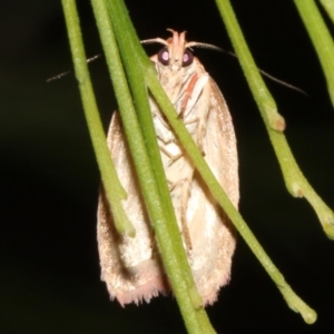 Garrha leucerythra at Ainslie, ACT - 5 Apr 2019 09:10 PM