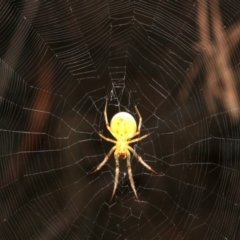 Araneidae (family) (Orb weaver) at Ainslie, ACT - 5 Apr 2019 by jb2602