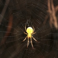 Araneidae (family) (Orb weaver) at Mount Ainslie - 5 Apr 2019 by jb2602