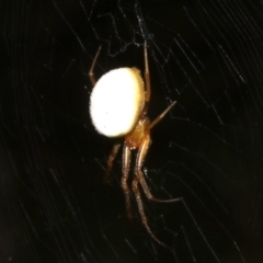 Araneidae (family) at Ainslie, ACT - 5 Apr 2019