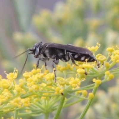 Sphecidae or Crabronidae (families) (Unidentified sand wasp) at Tharwa, ACT - 3 Feb 2019 by MichaelBedingfield