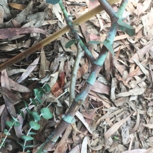 Geometridae (family) IMMATURE at Hughes, ACT - 6 Apr 2019 04:00 PM