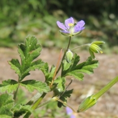 Erodium crinitum (Native Crowfoot) at Conder, ACT - 16 Sep 2015 by MichaelBedingfield