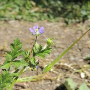 Erodium crinitum at Conder, ACT - 16 Sep 2015 01:34 PM