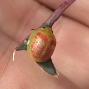 Paropsisterna fastidiosa at Bungendore, NSW - 6 Apr 2019