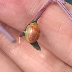 Paropsisterna fastidiosa at Bungendore, NSW - 6 Apr 2019