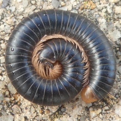 Diplopoda (class) (Unidentified millipede) at Undefined, NSW - 26 Mar 2019 by HarveyPerkins