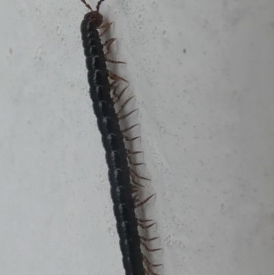 Diplopoda (class) (Unidentified millipede) at Undefined, NSW - 24 Mar 2019 by HarveyPerkins