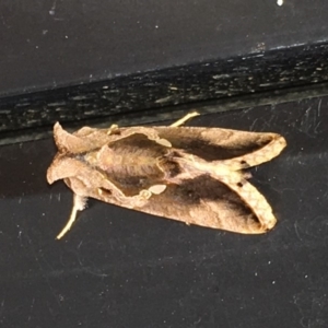 Chrysodeixis eriosoma at Harrison, ACT - 6 Apr 2019