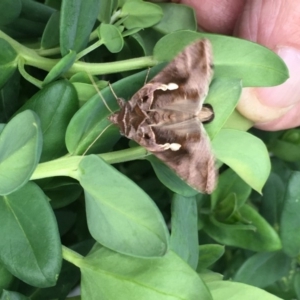 Chrysodeixis eriosoma at Harrison, ACT - 6 Apr 2019