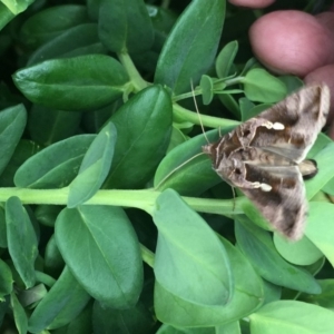 Chrysodeixis eriosoma at Harrison, ACT - 6 Apr 2019