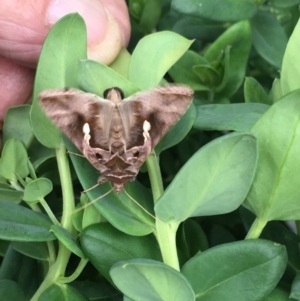 Chrysodeixis eriosoma at Harrison, ACT - 6 Apr 2019