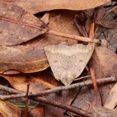 Androchela newmannaria (Newman's Cape-moth) at Kambah, ACT - 22 Mar 2019 by DPRees125