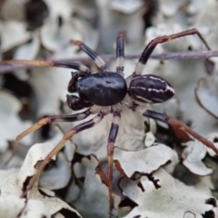 Zodariidae (family) (Unidentified Ant spider or Spotted ground spider) at Spence, ACT - 6 Apr 2019 by Laserchemisty