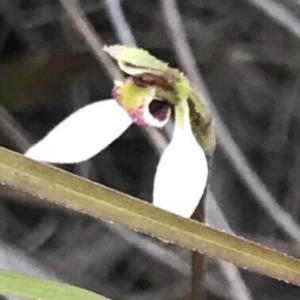 Eriochilus cucullatus at Bungendore, NSW - suppressed