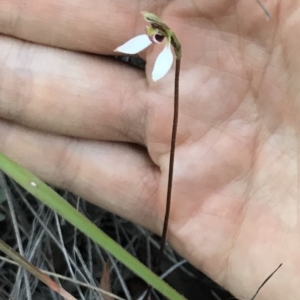 Eriochilus cucullatus at Bungendore, NSW - suppressed