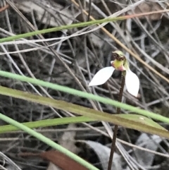 Eriochilus cucullatus at Bungendore, NSW - suppressed