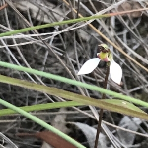 Eriochilus cucullatus at Bungendore, NSW - suppressed