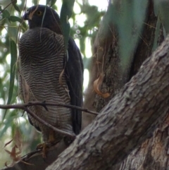 Tachyspiza fasciata (Brown Goshawk) at Red Hill, ACT - 6 Apr 2019 by roymcd