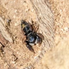 Apricia jovialis (Jovial jumping spider) at Higgins, ACT - 6 Apr 2019 by AlisonMilton