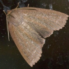 Paralaea porphyrinaria (Chestnut Vein Crest Moth) at Rosedale, NSW - 1 Jun 2018 by jbromilow50