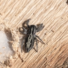 Ocrisiona leucocomis (White-flecked Crevice-dweller) at Higgins, ACT - 6 Apr 2019 by AlisonMilton