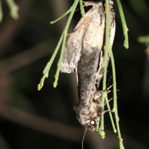 Proteuxoa capularis at Ainslie, ACT - 24 Feb 2019