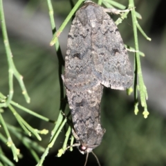 Proteuxoa capularis at Ainslie, ACT - 24 Feb 2019 10:33 PM