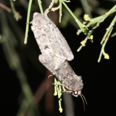 Proteuxoa capularis at Ainslie, ACT - 24 Feb 2019